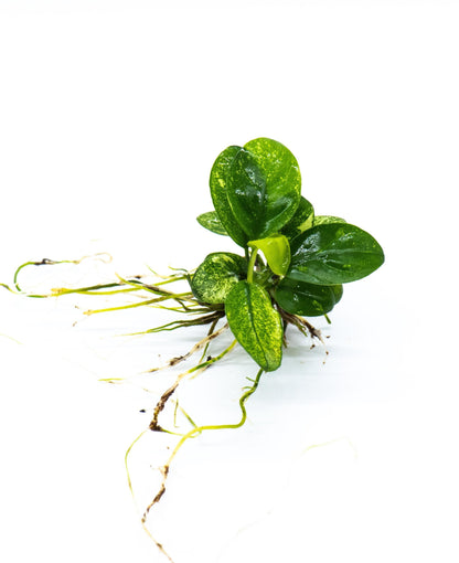 Buy 2 Get 1 Free | Anubias Nana Pinto | Rare Variegated Live Aquarium Plant | Low Light | Collector Plant