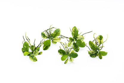 Best Aquarium Plant Pack of 5 | Live Easy Care Plants | Anubias + Bucephalandra Mix | Low Light | Great for Beginners