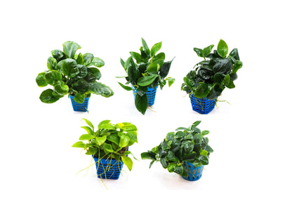 Best Aquarium Plant Pack of 5 | Live Easy Care Plants | Anubias + Bucephalandra Mix | Low Light | Great for Beginners
