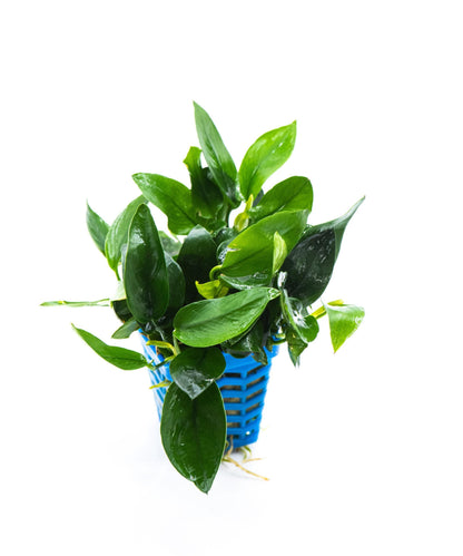 Anubias Nana Peacock | Live Aquarium Plant | Unique Leaf Pattern Rhizome | Low Light | Easy Care