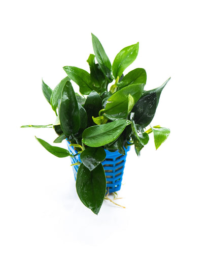 Anubias Nana Peacock | Live Aquarium Plant | Unique Leaf Pattern Rhizome | Low Light | Easy Care