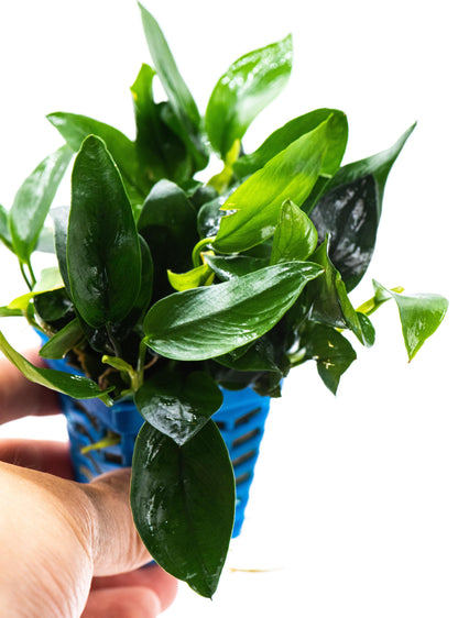 Anubias Nana Peacock | Live Aquarium Plant | Unique Leaf Pattern Rhizome | Low Light | Easy Care