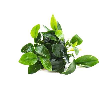 Anubias Nana Peacock | Live Aquarium Plant | Unique Leaf Pattern Rhizome | Low Light | Easy Care