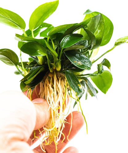 Anubias Nana Peacock | Live Aquarium Plant | Unique Leaf Pattern Rhizome | Low Light | Easy Care