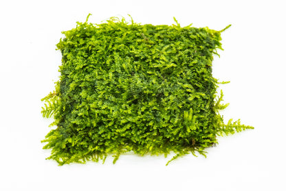 Mini Taiwan Moss Mat 3x3 | Live Aquarium Moss | Shrimp Tank Carpet | Fine Leaf Moss | Low Light | Easy Care