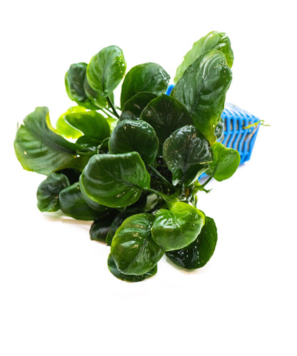 Anubias Coin Leaf | Live Aquarium Plant | Unique Round Leaf Rhizome | Low Maintenance | Easy Care