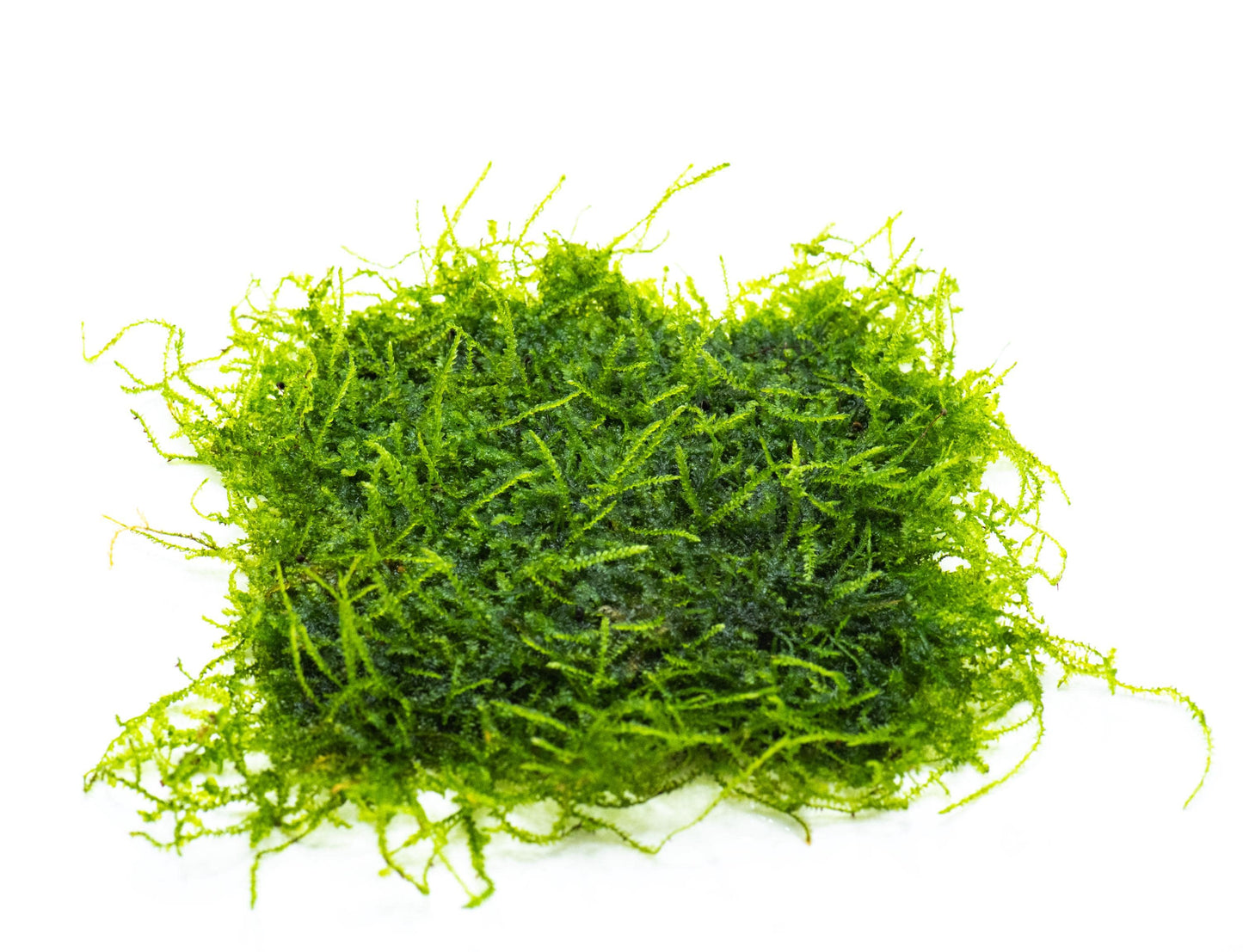 Weeping Moss Mat (3inx3in) - Live Aquarium Moss For Planted Shrimp Tank, Terrarium Setup