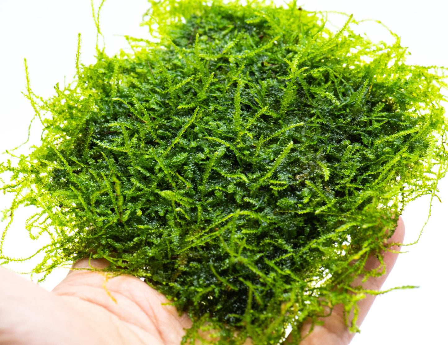 Weeping Moss Mat (3inx3in) - Live Aquarium Moss For Planted Shrimp Tank, Terrarium Setup