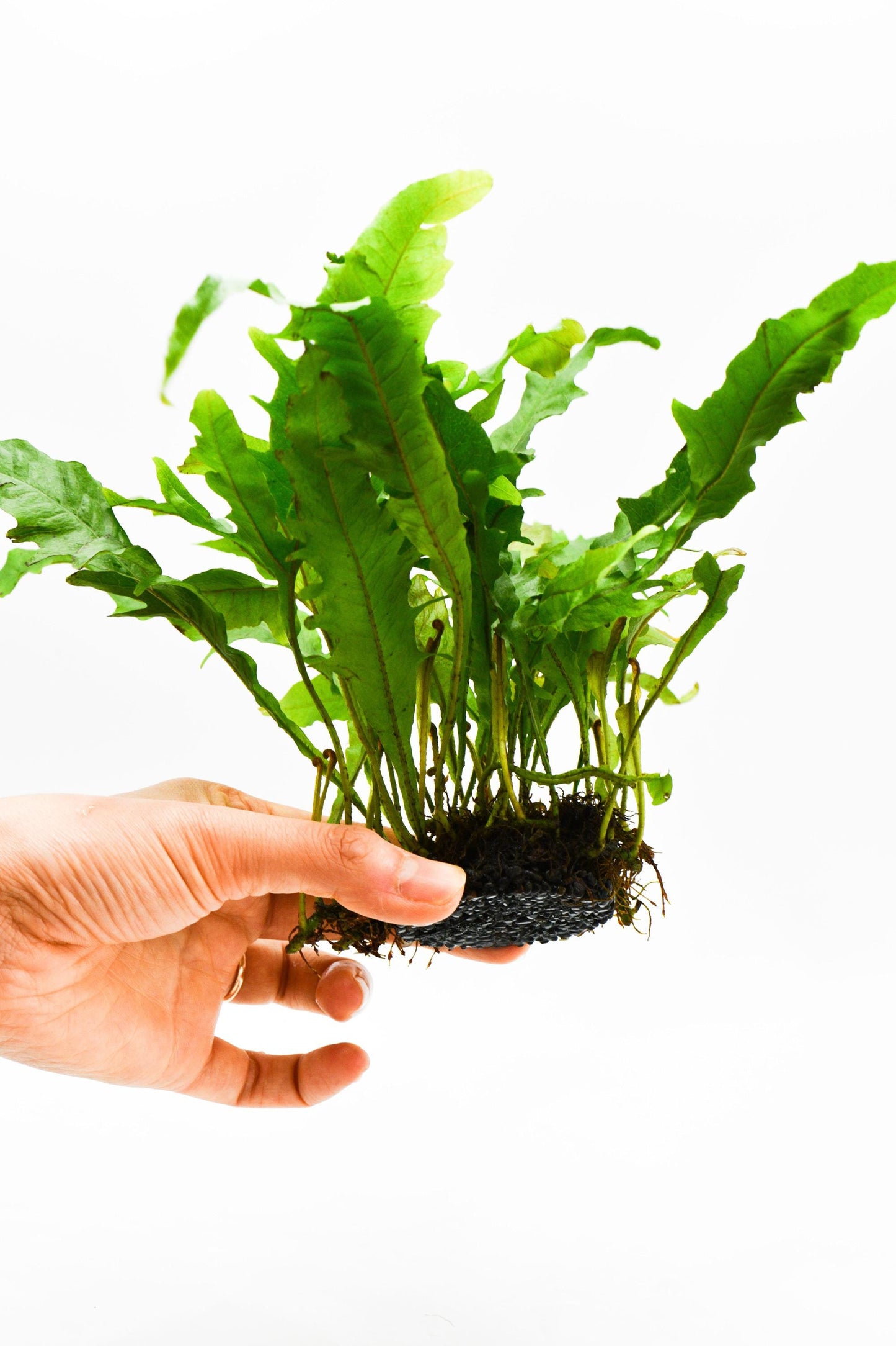 Java Fern 'Lionfish' (Microsorum Pteropus) on Nutripad - Rare Live Aquatic Plant For Your Planted Aquarium, Terrarium, Tank Decor