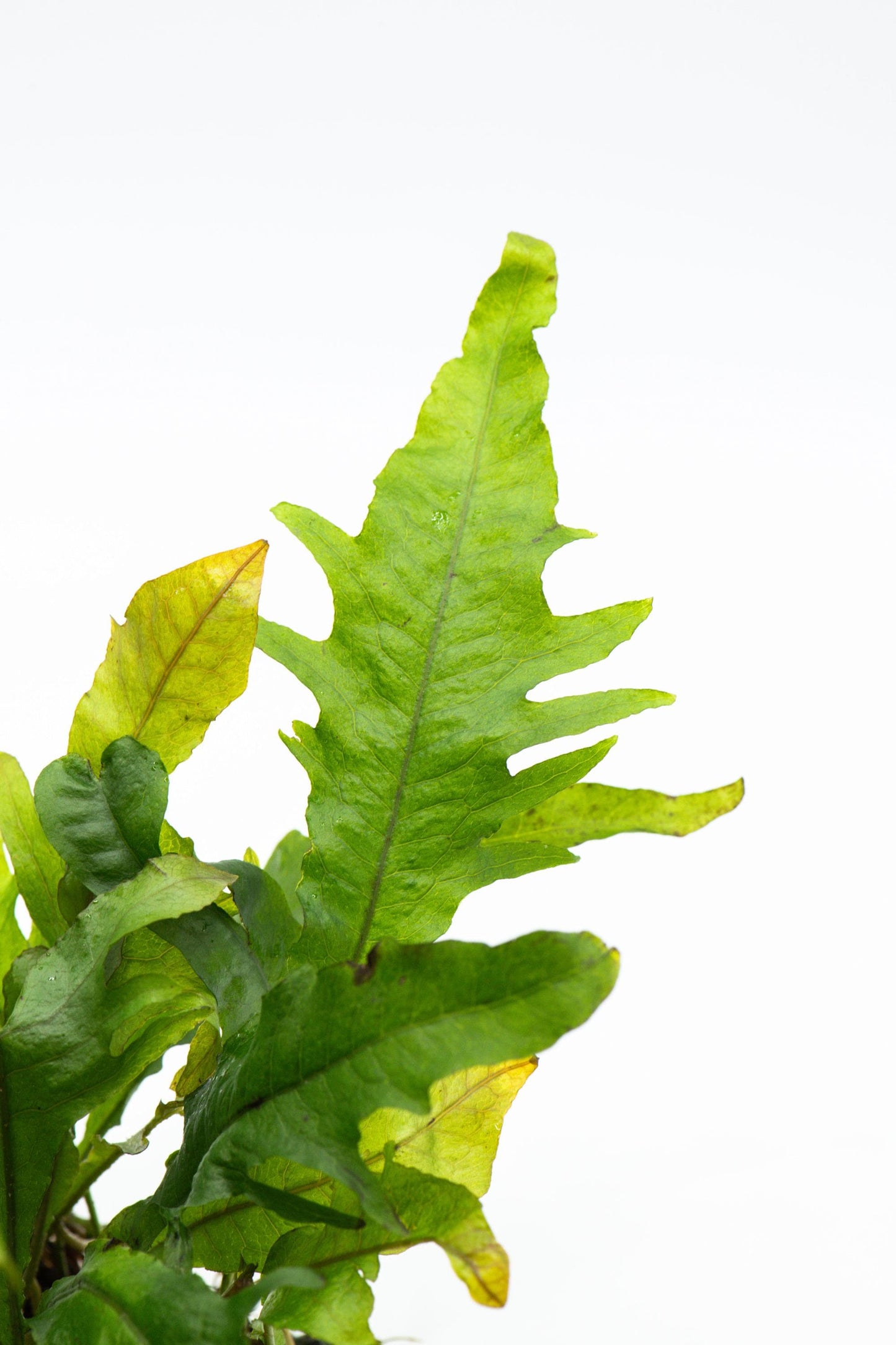 Java Fern 'Lionfish' (Microsorum Pteropus) on Nutripad - Rare Live Aquatic Plant For Your Planted Aquarium, Terrarium, Tank Decor