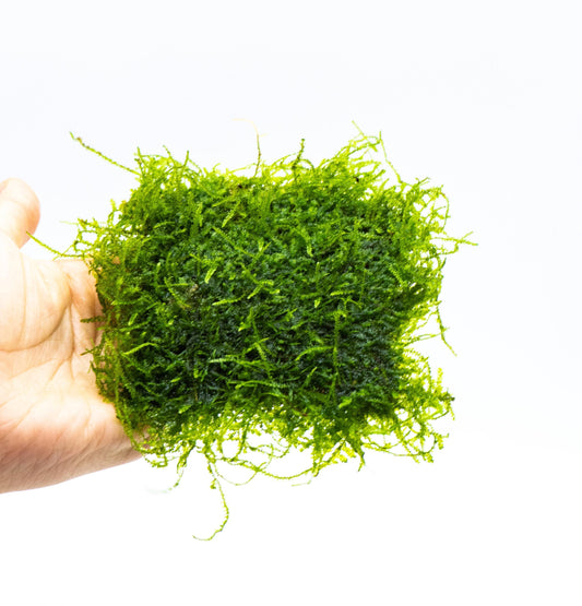 Weeping Moss Mat 3x3in | Live Aquarium Moss for Shrimp Tank | Low Light Easy Care | Planted Tank Aquascaping