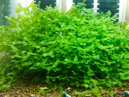 Subwassertang Live Aquarium Moss | Shrimp Tank Plant | Easy Low Light Aquatic Moss | Nano Tank | Terrarium