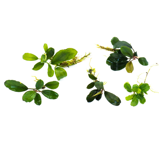 5 Rare Bucephalandra Plants Pack | Live Aquarium Buce Collection | Shrimp Safe Fish Tank | Planted Tank
