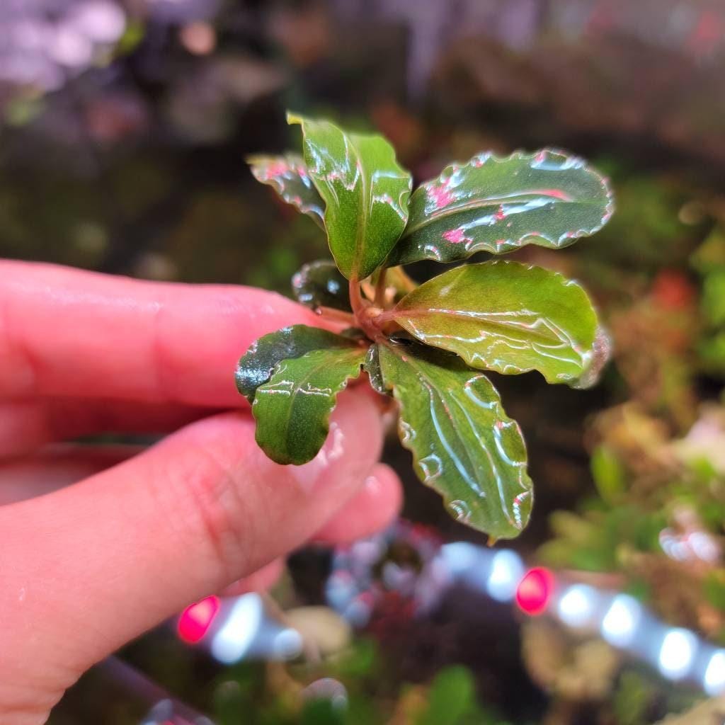 30 Random Bucephalandra Plants - Rare Live Aquarium Buce Collection Shrimp Safe Fish Tank Planted Tank