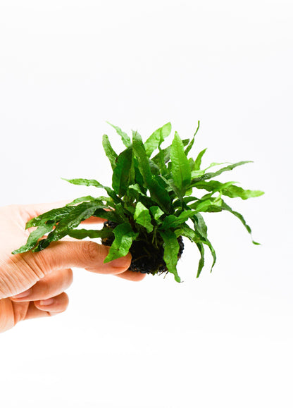 Java Fern Petite on Nutripad | Rare Live Aquarium Plant | Low Light Easy Care | Shrimp Safe Planted Tank