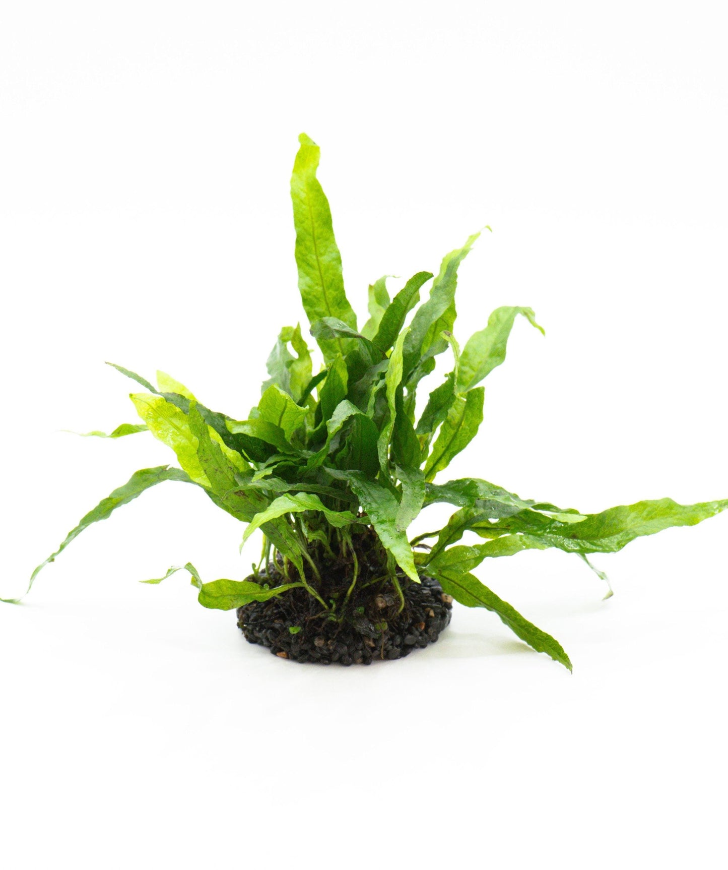 Java Fern Petite on Nutripad | Rare Live Aquarium Plant | Low Light Easy Care | Shrimp Safe Planted Tank