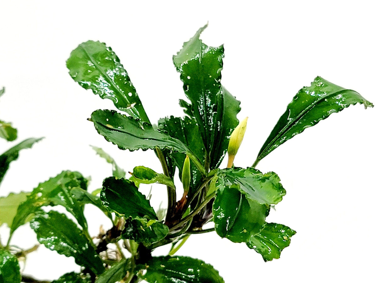 Live Bucephalandra Aquarium Plant - Rare Buce for Fish Tank Low Light Shrimp Safe Planted Tank Aquascaping