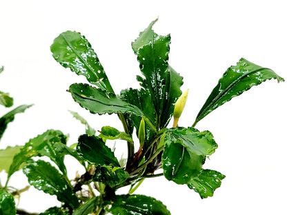 Live Bucephalandra Aquarium Plant - Rare Buce for Fish Tank Low Light Shrimp Safe Planted Tank Aquascaping