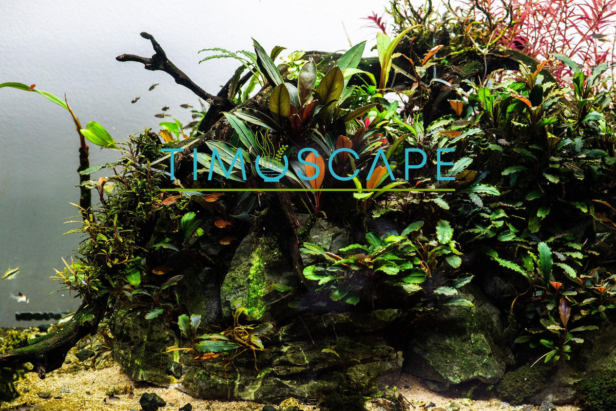 Live Bucephalandra Aquarium Plant - Rare Buce for Fish Tank Low Light Shrimp Safe Planted Tank Aquascaping