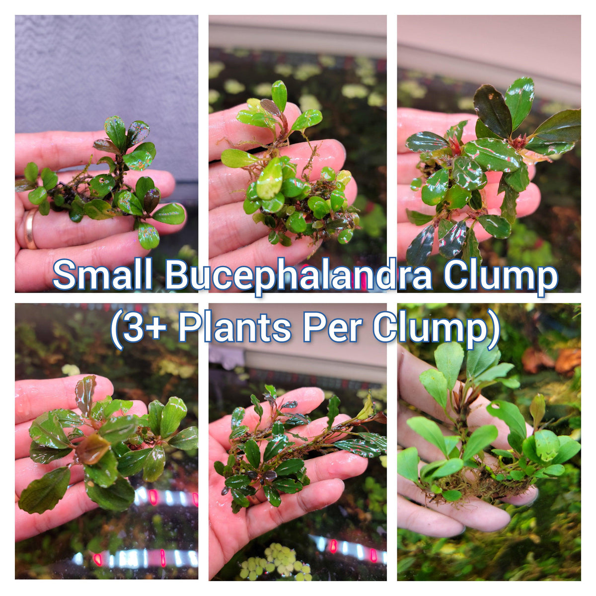 Live Bucephalandra Aquarium Plant - Rare Buce for Fish Tank Low Light Shrimp Safe Planted Tank Aquascaping