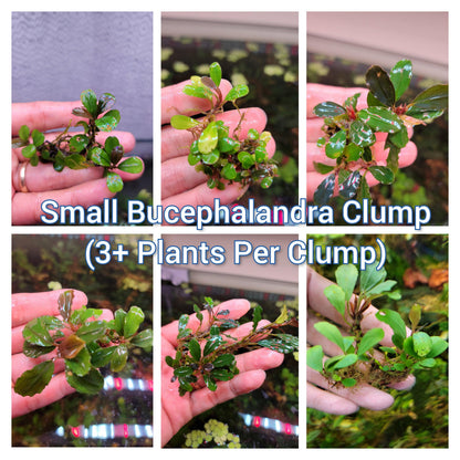 Live Bucephalandra Aquarium Plant - Rare Buce for Fish Tank Low Light Shrimp Safe Planted Tank Aquascaping