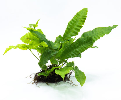 Bolbitis Heteroclita on Nutripad | Rare Live Aquarium Fern | Ready to Plant | Low Light | Shrimp Safe