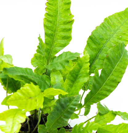 Bolbitis Heteroclita on Nutripad | Rare Live Aquarium Fern | Ready to Plant | Low Light | Shrimp Safe