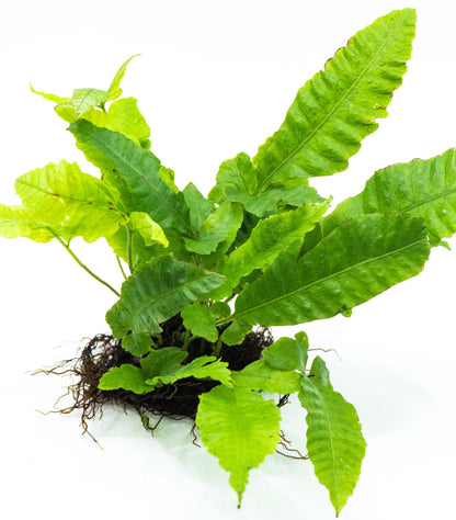 Bolbitis Heteroclita on Nutripad | Rare Live Aquarium Fern | Ready to Plant | Low Light | Shrimp Safe