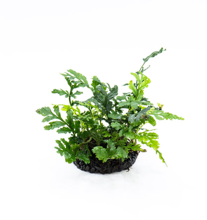 Bolbitis Difformis Mini on Nutripad | Rare Live Aquarium Fern | Ready to Plant | Low Light | Shrimp Tank