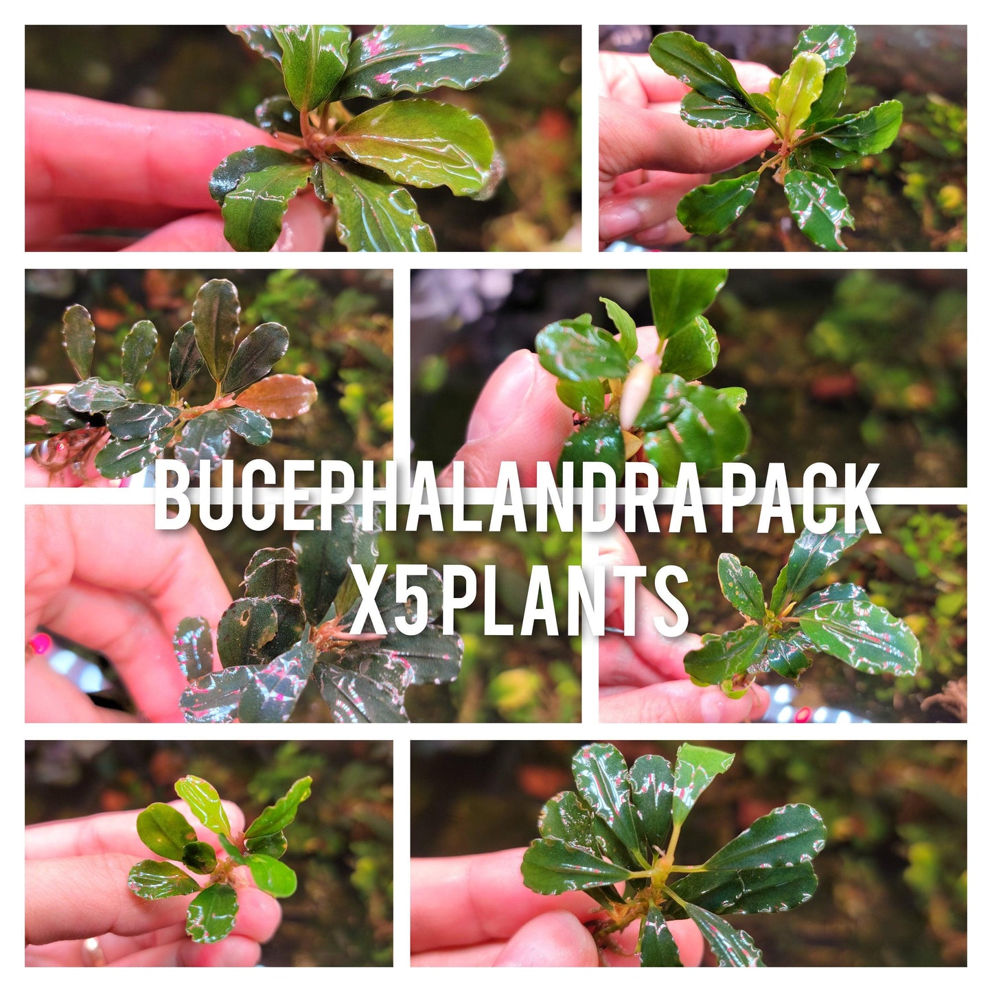 5 Rare Bucephalandra Plants Pack | Live Aquarium Buce Collection | Shrimp Safe Fish Tank | Planted Tank