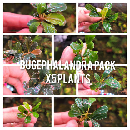 5 Rare Bucephalandra Plants Pack | Live Aquarium Buce Collection | Shrimp Safe Fish Tank | Planted Tank