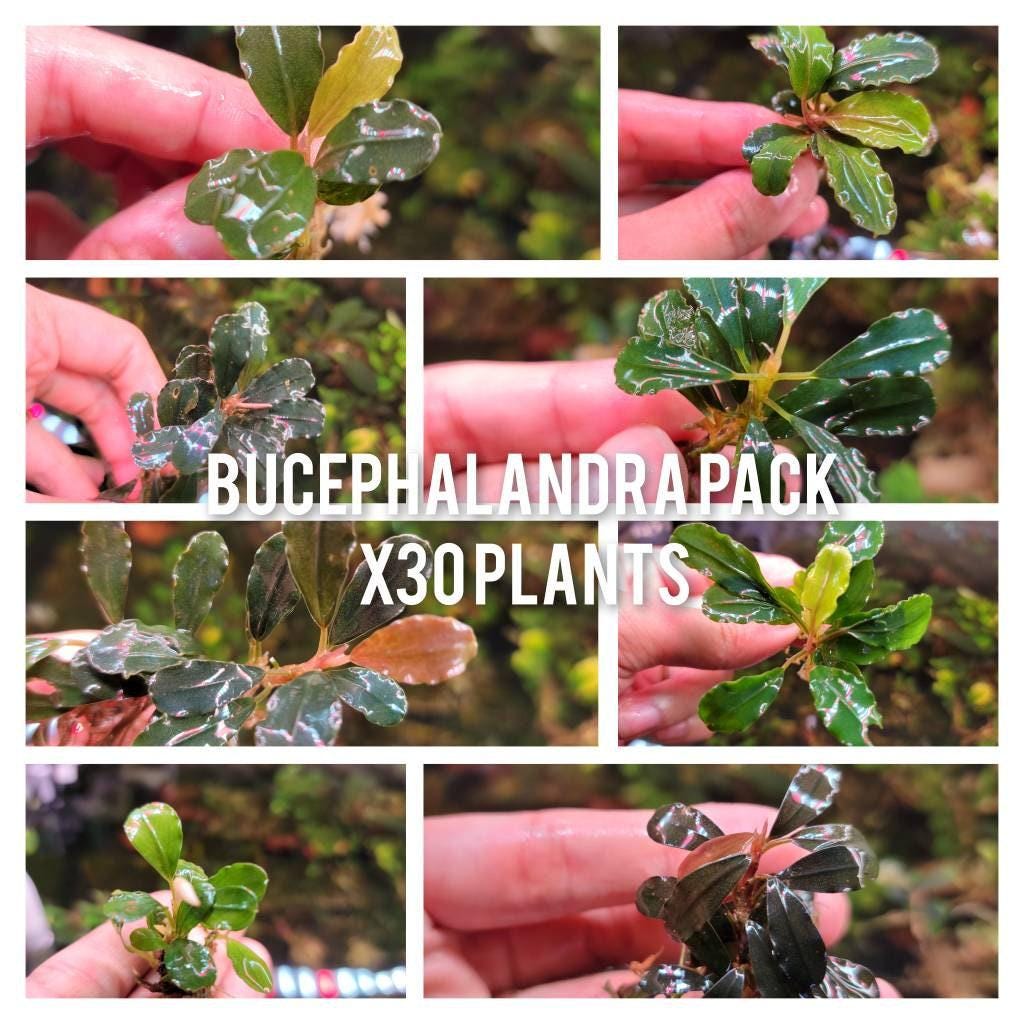 30 Random Bucephalandra Plants - Rare Live Aquarium Buce Collection Shrimp Safe Fish Tank Planted Tank
