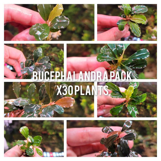 30 Random Bucephalandra Plants - Rare Live Aquarium Buce Collection Shrimp Safe Fish Tank Planted Tank