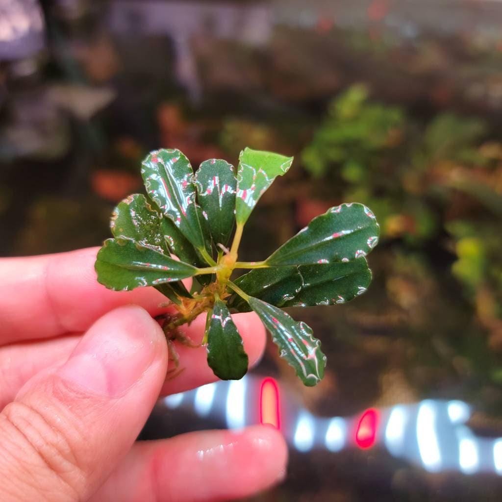 30 Random Bucephalandra Plants - Rare Live Aquarium Buce Collection Shrimp Safe Fish Tank Planted Tank