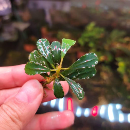 30 Random Bucephalandra Plants - Rare Live Aquarium Buce Collection Shrimp Safe Fish Tank Planted Tank
