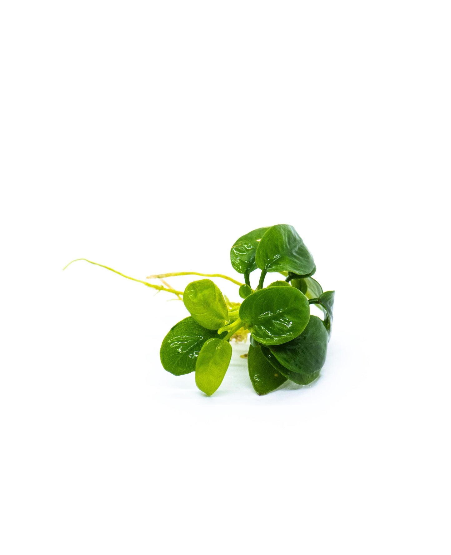 Buy 2 Get 1 Free - Anubias Nana Golden Leaf Mini | Rare Live Aquarium Plant | Low Light Shrimp Safe | Planted Tank