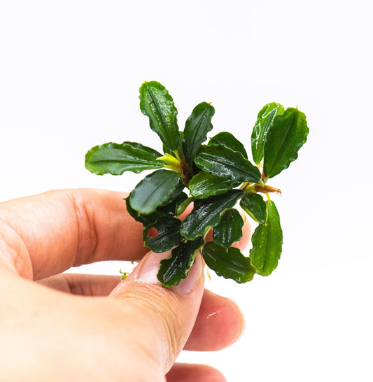 Bucephalandra Sp. Brownie Phantom | Rare Live Buce Aquarium Plant | Submerged Epiphyte for Driftwood | Shrimp Safe Tank