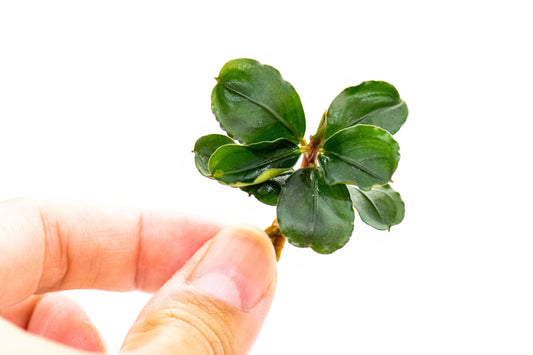 50 Random Bucephalandra Plants - Rare Live Aquarium Buce Collection Shrimp Safe Fish Tank Planted Tank