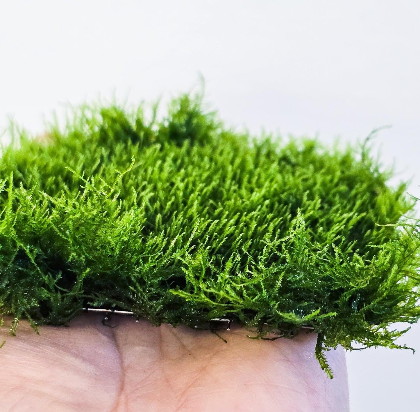 Mini Spinky Moss Mat (3inx3in) - Live Aquarium Moss For Planted Shrimp Tank, Terrarium Setup