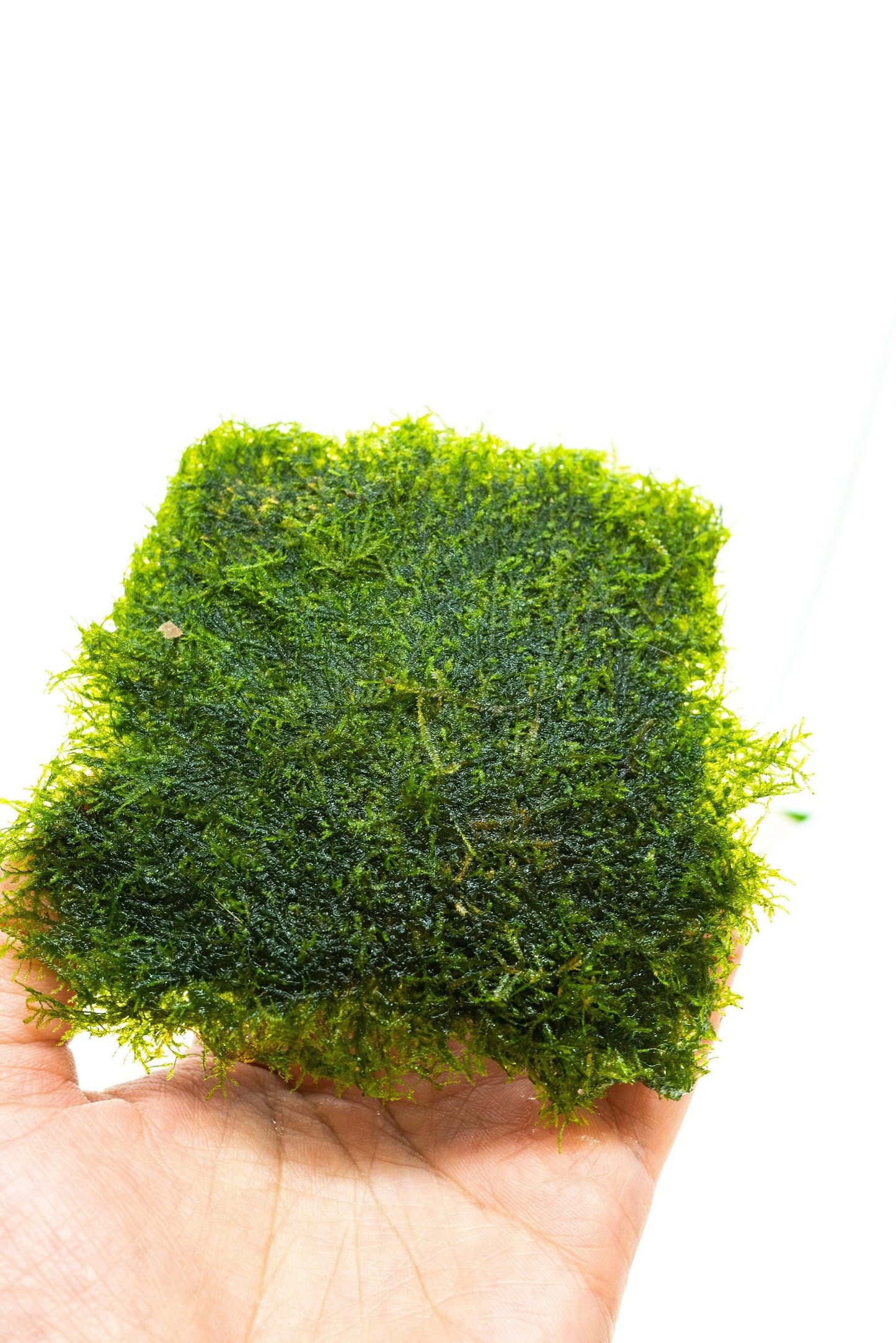 Mini Spinky Moss Mat (3inx3in) - Live Aquarium Moss For Planted Shrimp Tank, Terrarium Setup