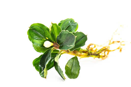 Live Bucephalandra Aquarium Plant - Rare Buce for Fish Tank Low Light Shrimp Safe Planted Tank Aquascaping