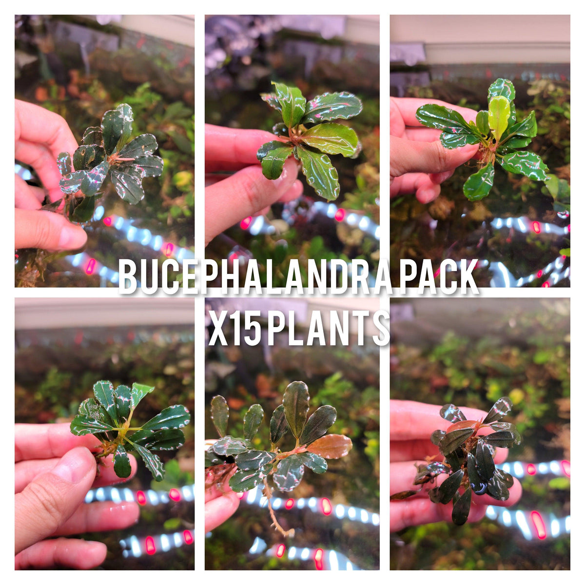 Live Bucephalandra Aquarium Plant - Rare Buce for Fish Tank Low Light Shrimp Safe Planted Tank Aquascaping