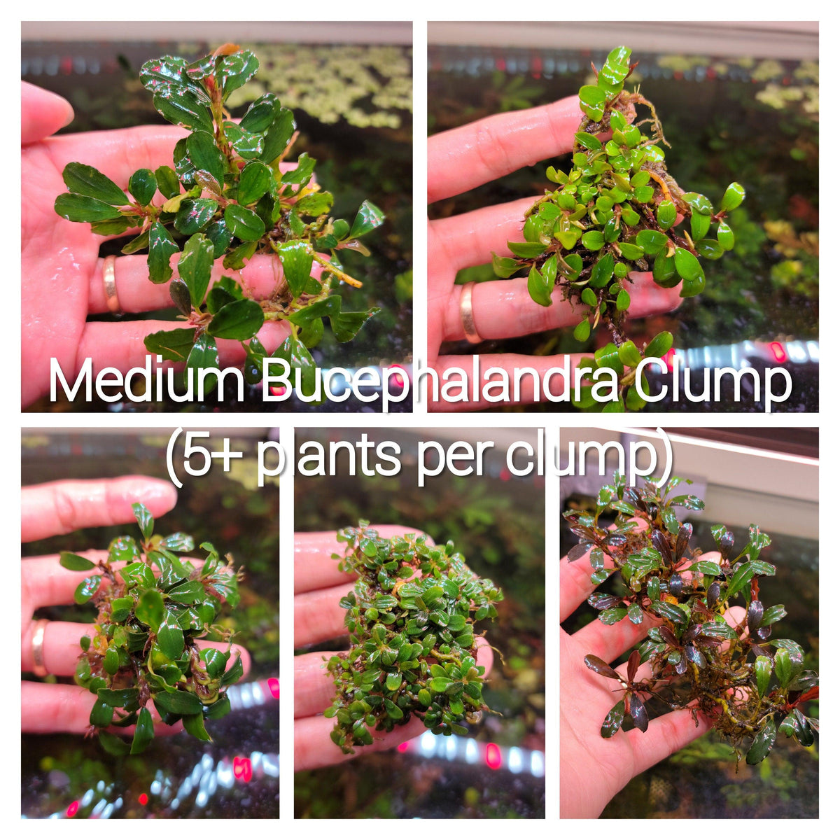 Live Bucephalandra Aquarium Plant - Rare Buce for Fish Tank Low Light Shrimp Safe Planted Tank Aquascaping