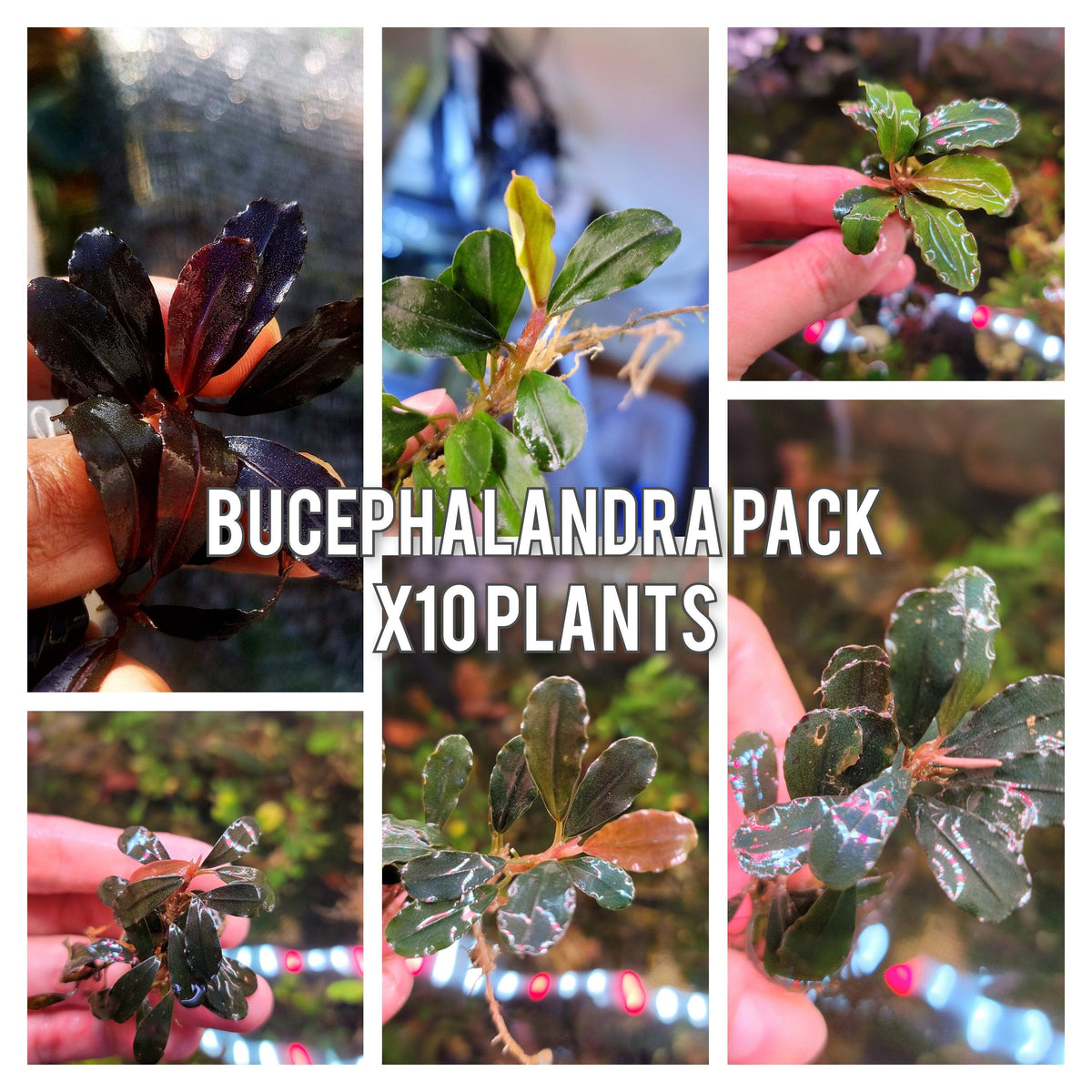 Live Bucephalandra Aquarium Plant - Rare Buce for Fish Tank Low Light Shrimp Safe Planted Tank Aquascaping
