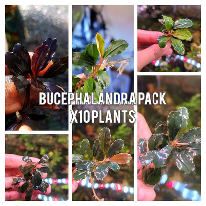 Live Bucephalandra Aquarium Plant - Rare Buce for Fish Tank Low Light Shrimp Safe Planted Tank Aquascaping