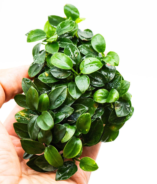 Anubias Nana Bonsai Japan Clump | Rare Live Aquarium Plant | Low Light Shrimp Safe | Driftwood Epiphyte Tank