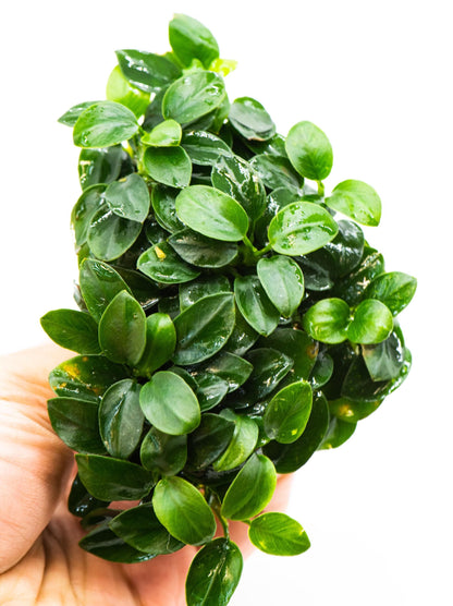 Anubias Nana Bonsai Japan Clump | Rare Live Aquarium Plant | Low Light Shrimp Safe | Driftwood Epiphyte Tank