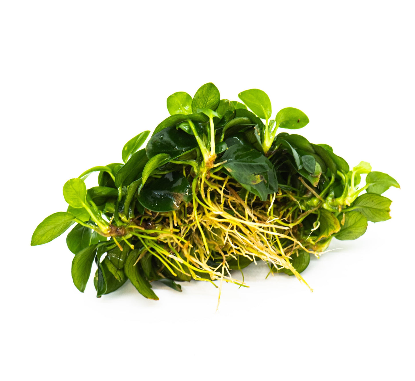 Anubias Nana Bonsai Japan Clump | Rare Live Aquarium Plant | Low Light Shrimp Safe | Driftwood Epiphyte Tank