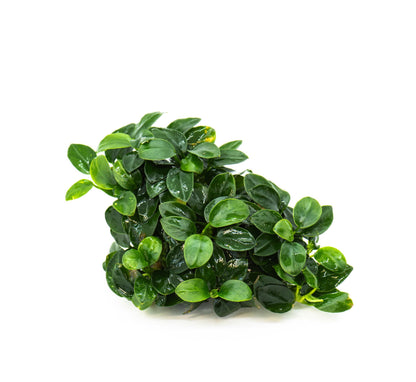 Anubias Nana Bonsai Japan Clump | Rare Live Aquarium Plant | Low Light Shrimp Safe | Driftwood Epiphyte Tank