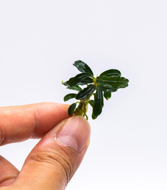 Bucephalandra Sp. Phantom Mini | Rare Live Buce Aquarium Plant | Submerged Epiphyte for Driftwood | Shrimp Safe Tank